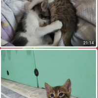 Tekir Kedi, Kedi  Cino kara boncuk fotoğrafı