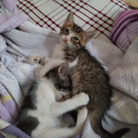 Tekir Kedi, Kedi  Cino kara boncuk fotoğrafı