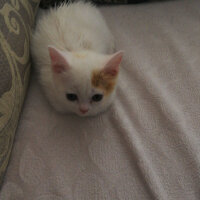 British Shorthair, Kedi  Momo模模 fotoğrafı