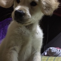 Golden Retriever, Köpek  odi fotoğrafı