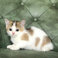 British Shorthair, Kedi  Gofret fotoğrafı