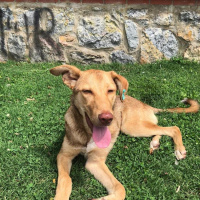 Sokö (Sokak Köpeği), Köpek  Uysal bir köpek fotoğrafı