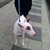 Bull Terrier, Köpek  Kostak fotoğrafı