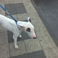 Bull Terrier, Köpek  Kostak fotoğrafı