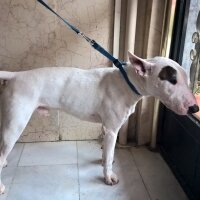 Bull Terrier, Köpek  Kostak fotoğrafı