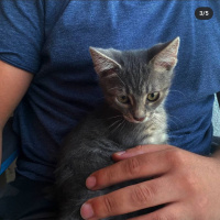 Tekir Kedi, Kedi  Shell fotoğrafı