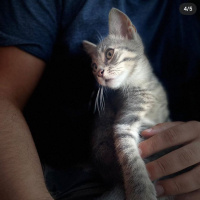 Tekir Kedi, Kedi  Shell fotoğrafı