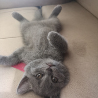 British Shorthair, Kedi  Çilek fotoğrafı