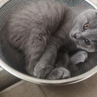 British Shorthair, Kedi  Çilek fotoğrafı