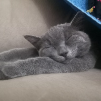 British Shorthair, Kedi  Çilek fotoğrafı