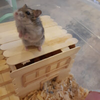 Hamster, Kemirgen  Hamster fotoğrafı