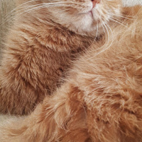 Sarman, Kedi  Bastet fotoğrafı