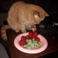 Sarman, Kedi  Bastet fotoğrafı