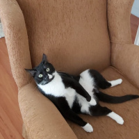 Tuxedo (Smokin) Kedi, Kedi  Hera fotoğrafı