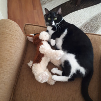 Tuxedo (Smokin) Kedi, Kedi  Hera fotoğrafı