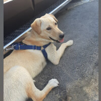 Golden Retriever, Köpek  Alex fotoğrafı