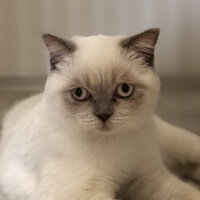 British Shorthair, Kedi  MİLA fotoğrafı