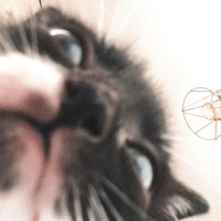 Tuxedo (Smokin) Kedi, Kedi  Turşu fotoğrafı