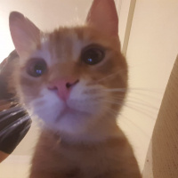 Tekir Kedi, Kedi  SİD fotoğrafı