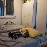 Tekir Kedi, Kedi  leo,kadife,jr fotoğrafı