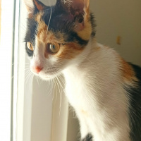 Tekir Kedi, Kedi  leo,kadife,jr fotoğrafı