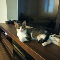 Tekir Kedi, Kedi  leo,kadife,jr fotoğrafı