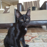 Tekir Kedi, Kedi  leo,kadife,jr fotoğrafı