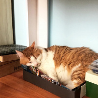 Sarman, Kedi  Prens fotoğrafı
