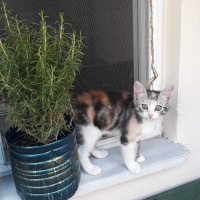 Tekir Kedi, Kedi  Çerez fotoğrafı