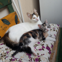 Tekir Kedi, Kedi  Çerez fotoğrafı