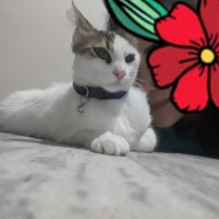 Tekir Kedi, Kedi  Çerez fotoğrafı