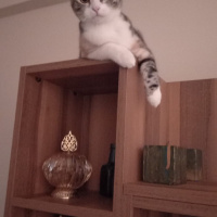 Tekir Kedi, Kedi  Çerez fotoğrafı