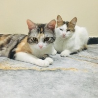 Tekir Kedi, Kedi  Çerez fotoğrafı