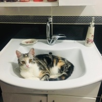 Tekir Kedi, Kedi  Çerez fotoğrafı