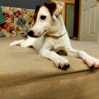 Jack Russell Terrier, Köpek  Şarap fotoğrafı