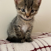 Tekir Kedi, Kedi  Kedi fotoğrafı