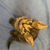 Tekir Kedi, Kedi  Kedi fotoğrafı