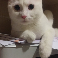 British Shorthair, Kedi  Mazlum fotoğrafı