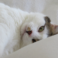 Tekir Kedi, Kedi  Yunçi fotoğrafı