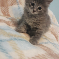 Chartreux, Kedi  Sfenks fotoğrafı