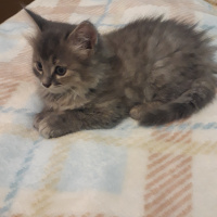 Chartreux, Kedi  Sfenks fotoğrafı