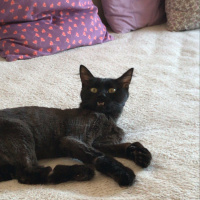 Bombay, Kedi  Freddie fotoğrafı