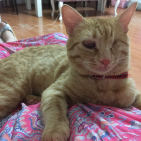 Sarman, Kedi  Umut fotoğrafı