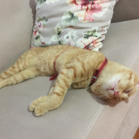 Sarman, Kedi  Umut fotoğrafı