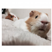 Guinea Pig, Kemirgen  Molly fotoğrafı