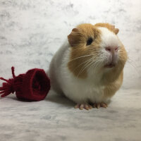 Guinea Pig, Kemirgen  Molly fotoğrafı