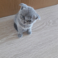 Scottish Fold, Kedi  Minik patiler fotoğrafı