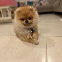 Pomeranyalı, Köpek  Venüs fotoğrafı