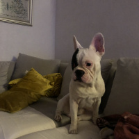 Boston Terrier, Köpek  pablo fotoğrafı