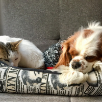 Cavalier King Charles Spanieli, Köpek  seker fotoğrafı